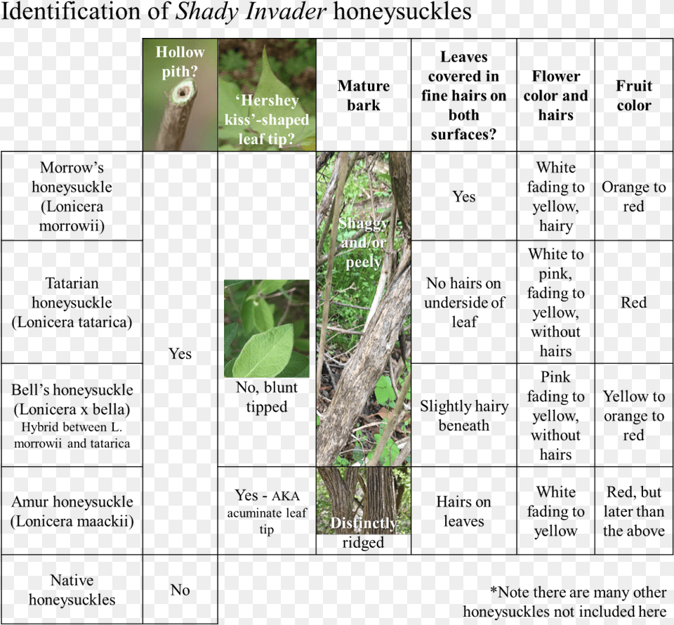 Honeysuckle How To Identify, Nature, Rainforest, Plant, Outdoors Free Png Download