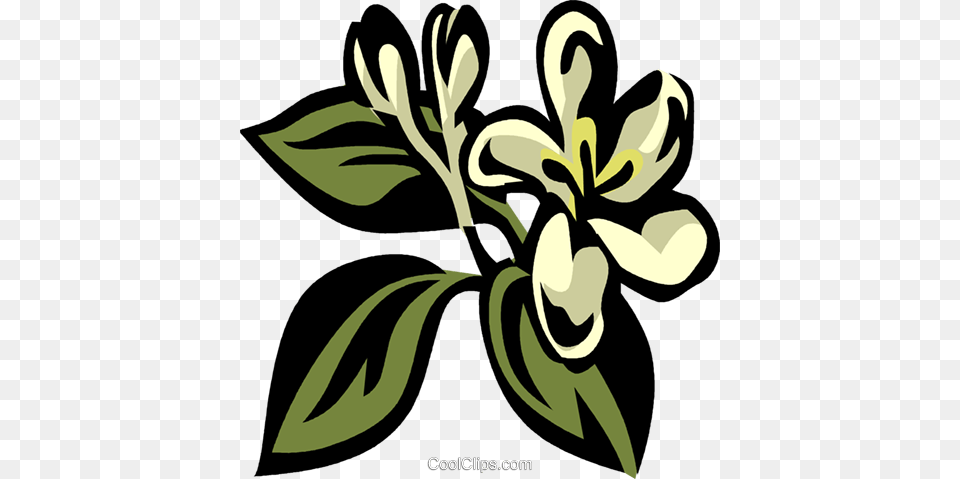 Honeysuckle Royalty Vector Clip Art Illustration, Flower, Graphics, Plant, Floral Design Free Transparent Png