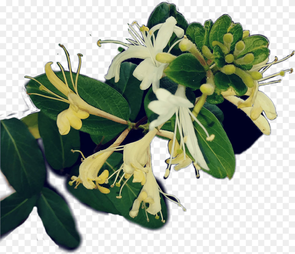 Honeysuckle Sticker By Nancarbar Japanese Honeysuckle Free Png Download