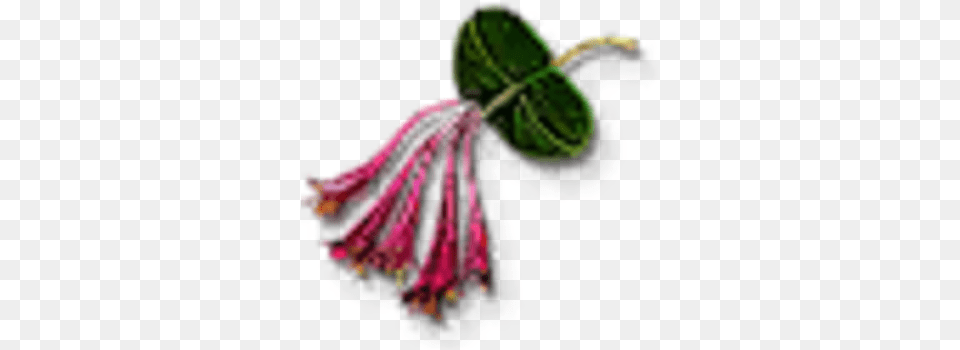 Honeysuckle Witcher Wiki Fandom, Flower, Plant, Petal, Anther Free Png Download