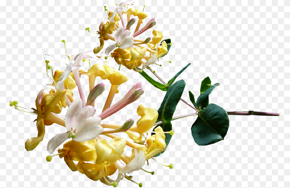 Honeysuckle Yellow Fragrant Honeysuckle, Flower, Plant, Pollen, Anther Free Transparent Png