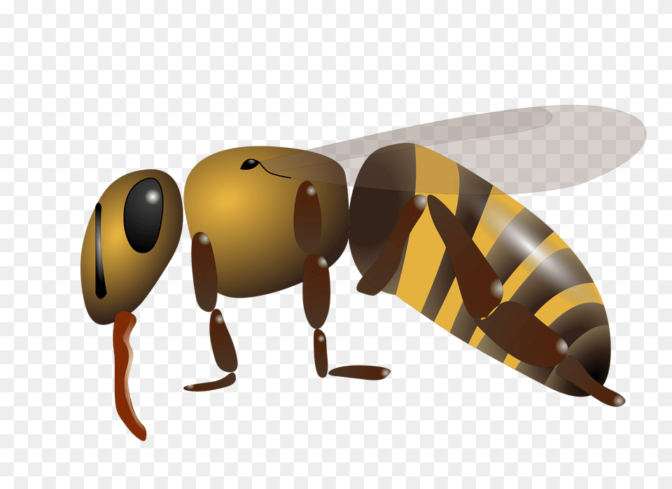 Honigbieneapis Mellifera Clipart, Animal, Bee, Honey Bee, Insect Png