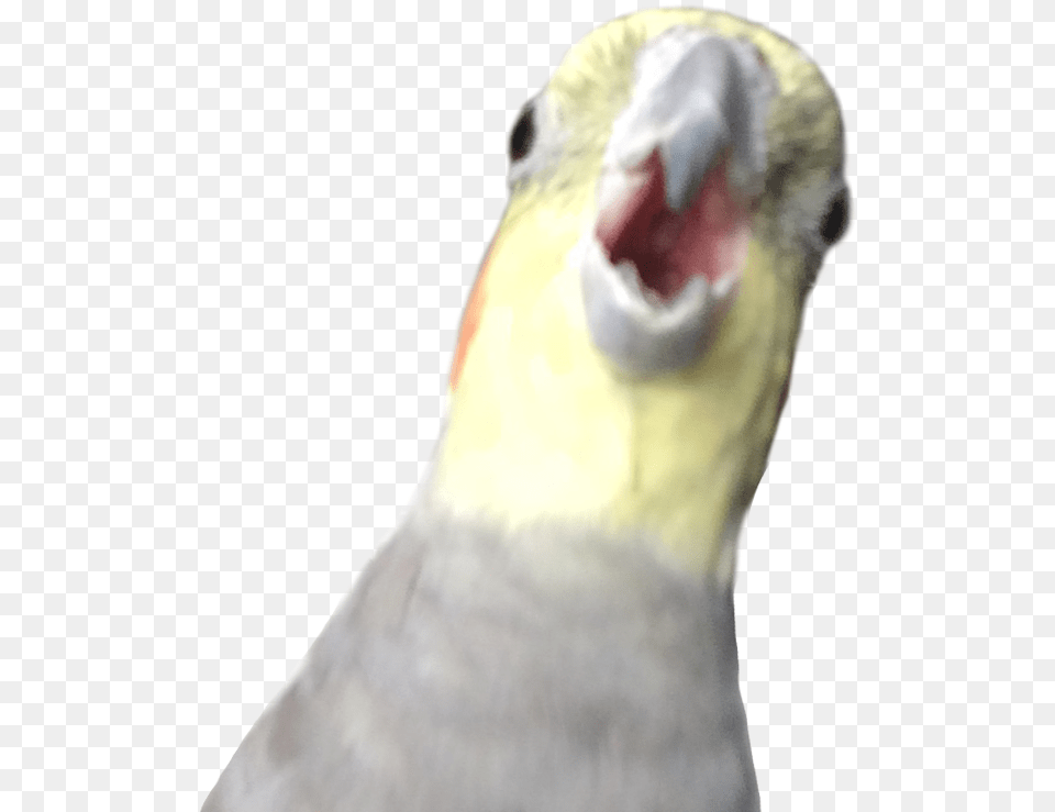 Honk Bird, Animal, Parakeet, Parrot, Person Png Image