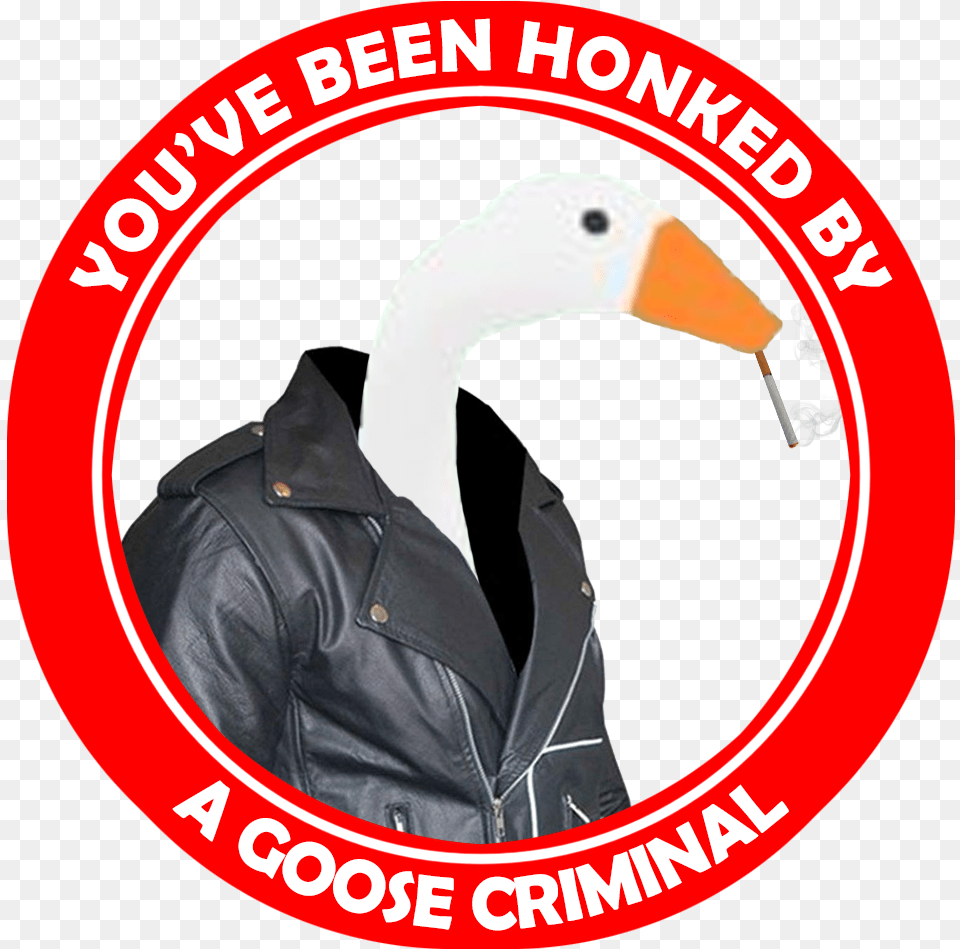 Honk Goose Criminalstitle Honk Goose Criminals Goose, Coat, Clothing, Jacket, Animal Png Image
