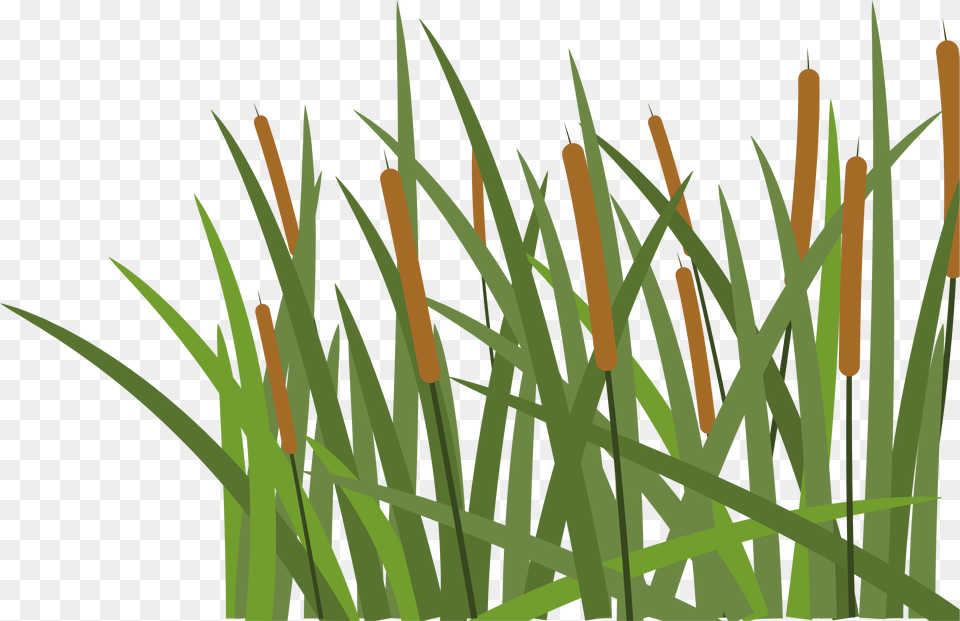 Hoochie S Denton Transparent Pieces Of Grass, Plant, Reed, Vegetation, Agropyron Png