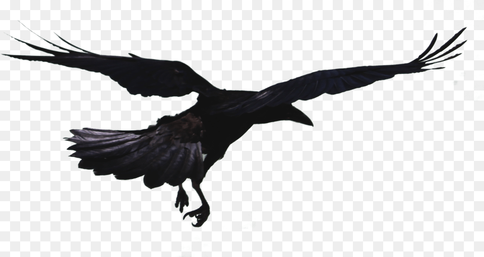 Hooded Crow Black Crow Flying, Animal, Bird, Blackbird Free Png