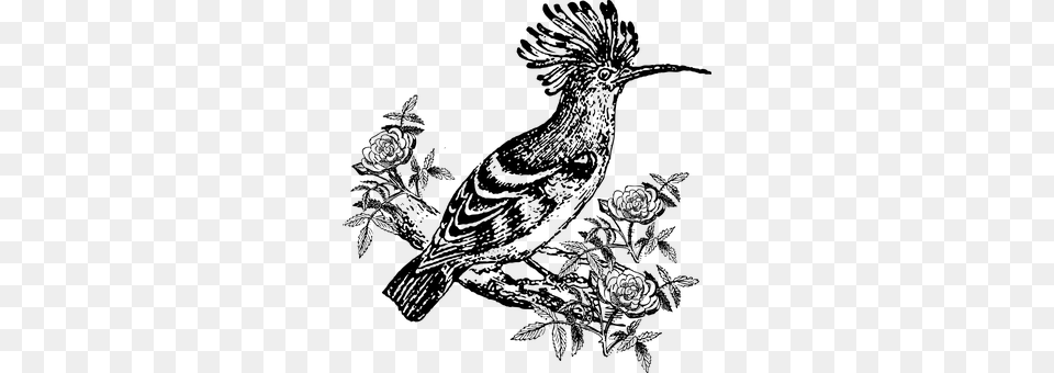 Hoopoe Gray Free Png Download