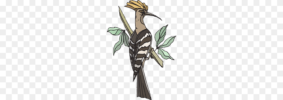 Hoopoe Animal, Beak, Bird, Cross Png