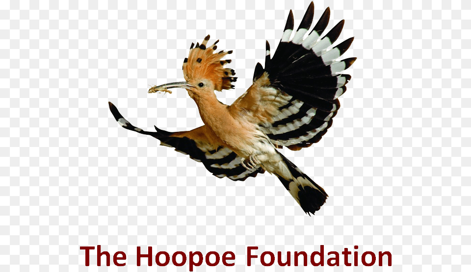 Hoopoe Bird, Animal, Beak, Flying Free Transparent Png