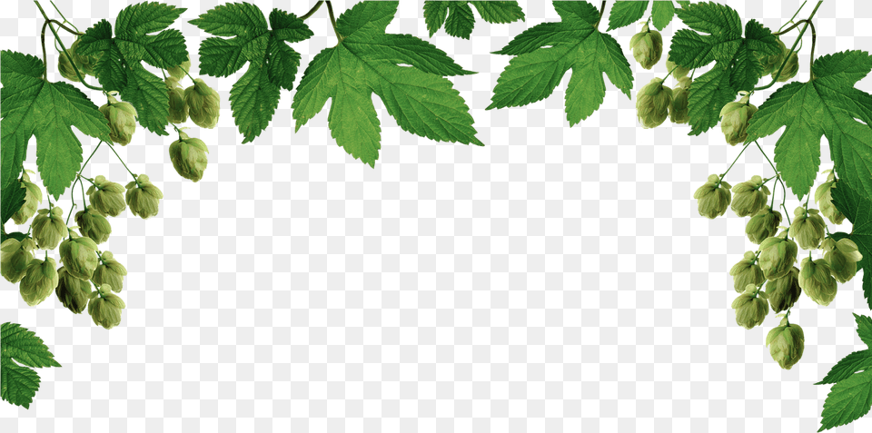 Hop Bin By Fran Doel Amp Geoff Doel, Green, Leaf, Oak, Plant Png Image