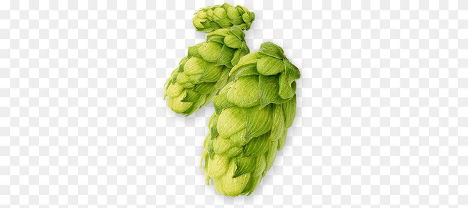 Hop Centennial Hop, Bud, Flower, Leaf, Plant Free Png Download