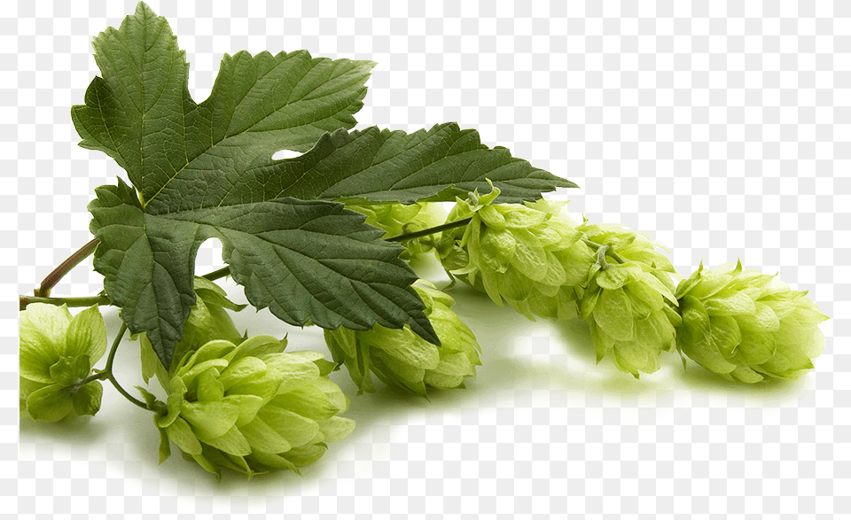 Hop Leaf Beer Hops, Plant, Flower, Food, Fruit Free Transparent Png
