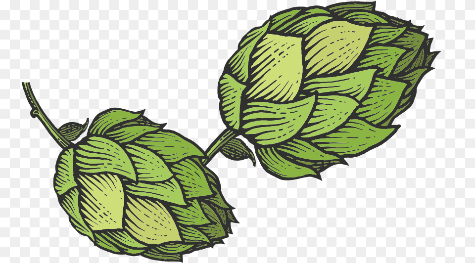 Hop Sketch Transparent Hops, Annonaceae, Leaf, Plant, Tree Free Png Download