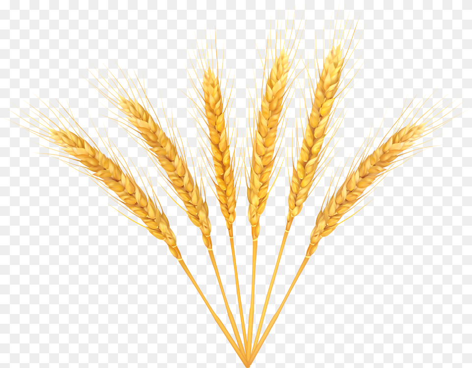 Hop Vector Wheat Free Png