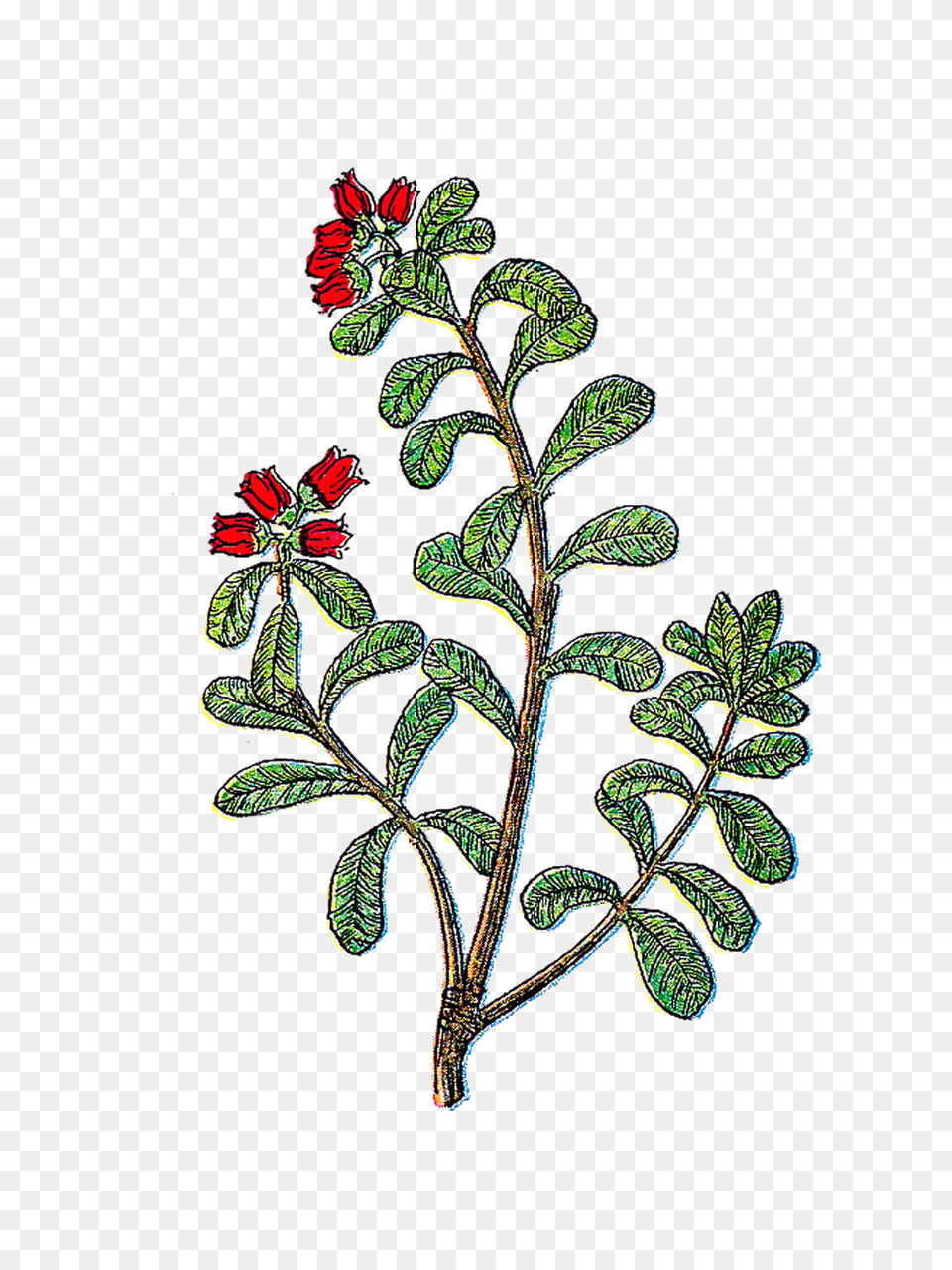 Hope You Enjoy Clip Art, Plant, Pattern, Embroidery, Leaf Free Png Download