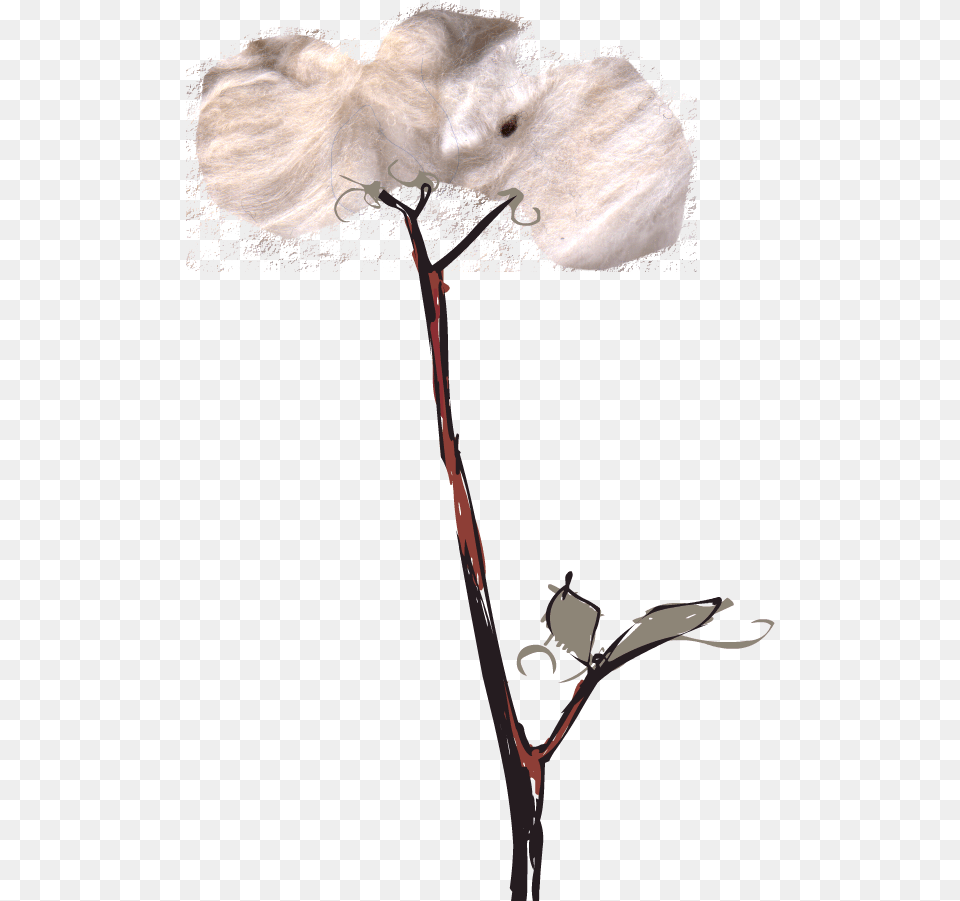 Hopefully Emily And I Will Be Taking Another Visit Portable Network Graphics, Flower, Plant, Cotton Free Png Download