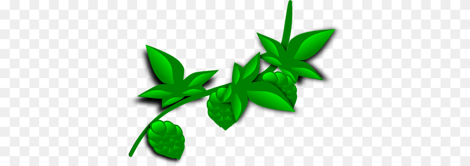 Hops Green, Herbal, Herbs, Leaf Free Transparent Png