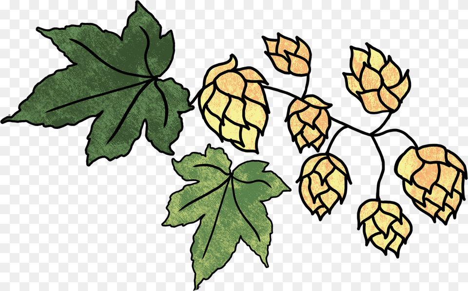 Hops And 2 Leaves, Leaf, Plant, Tree Free Png