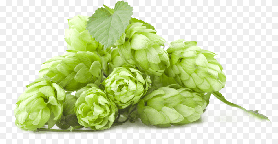 Hops Beer Hop, Leaf, Plant, Bud, Flower Free Transparent Png