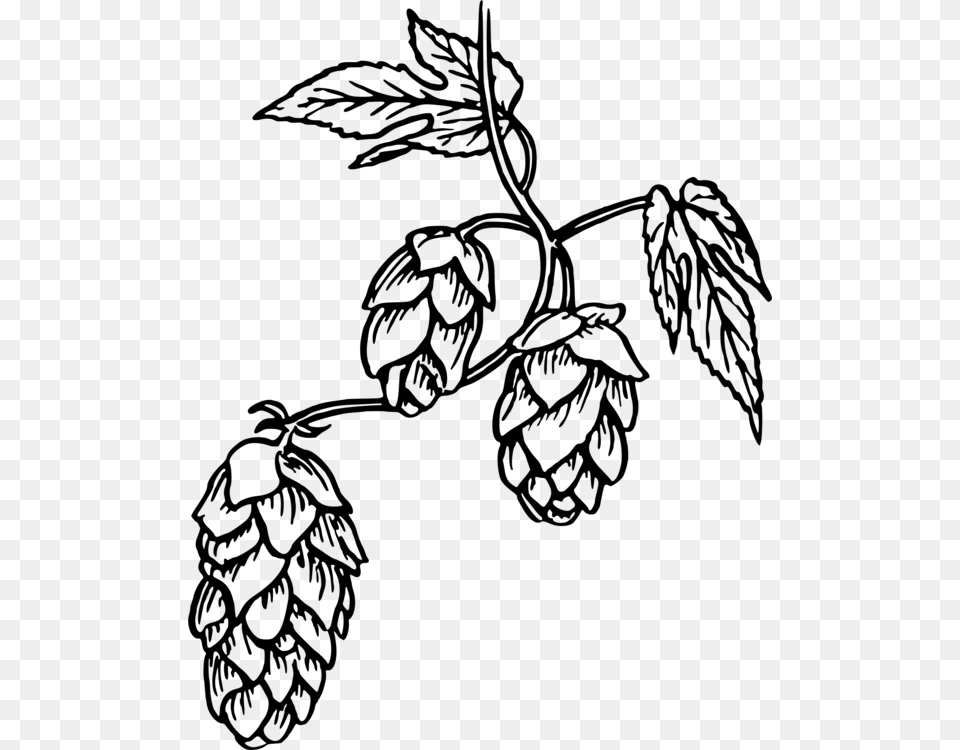 Hops Beer India Pale Ale Common Hop, Gray Free Png Download