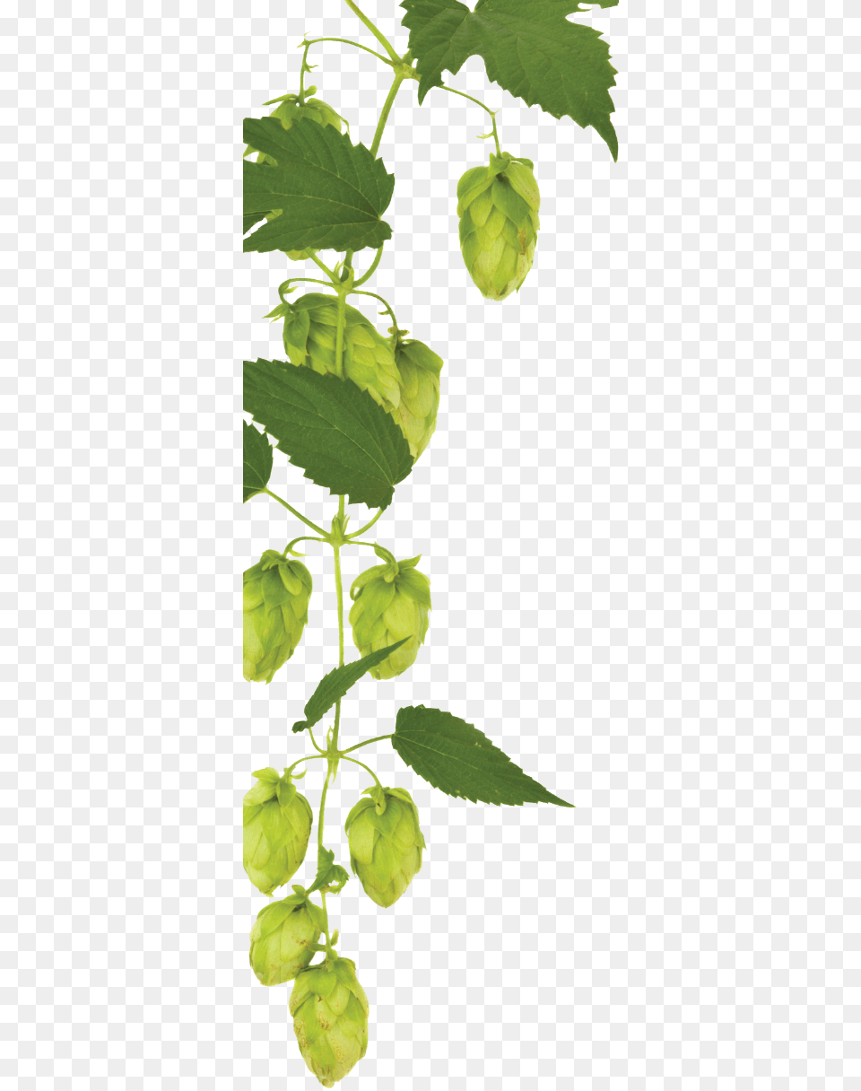 Hops On Tap Stock Photography, Green, Leaf, Plant, Tree Free Png Download