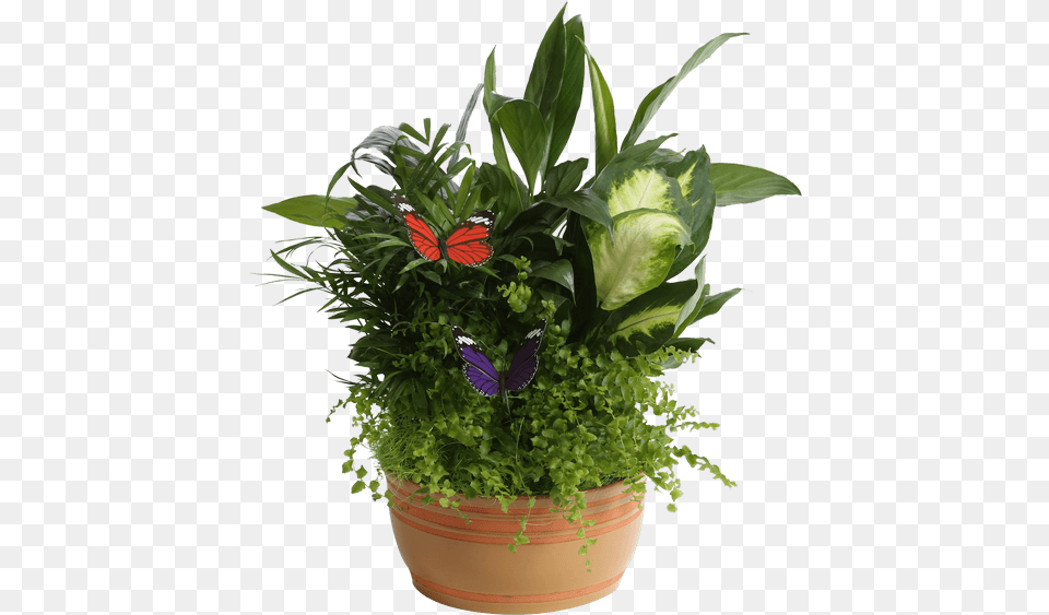 Horizon Planter 8 Caramel Flowerpot Image Houseplant, Flower, Flower Arrangement, Plant, Potted Plant Free Png Download