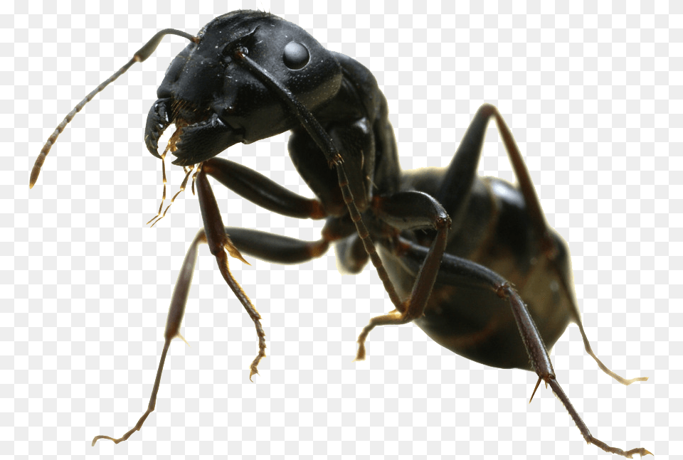Hormiga Vista Lateral Black Garden Ant, Animal, Insect, Invertebrate Png