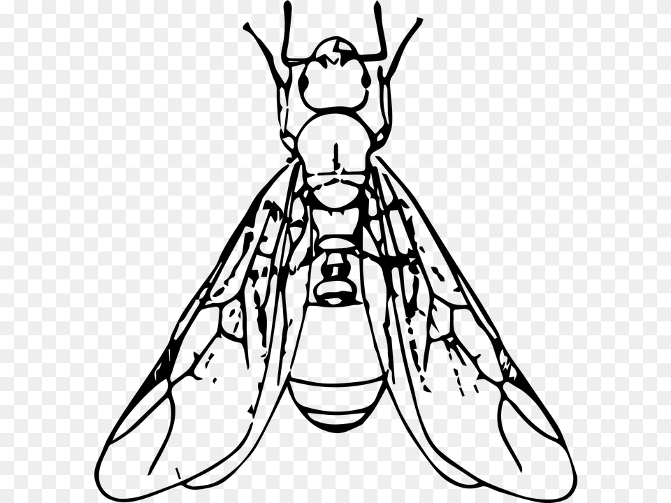 Hormigas Voladoras Ant With Wings Clipart, Gray Free Png