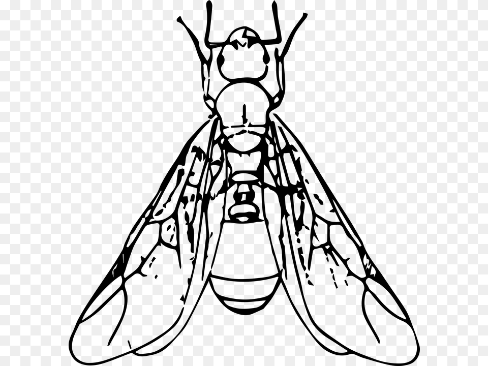 Hormigas Voladoras Ant With Wings Clipart Black And White, Gray Free Transparent Png