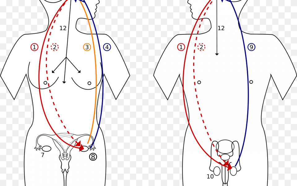 Hormonas Sexuales Y Cerebro, Chart, Plot, Measurements, Adult Free Png