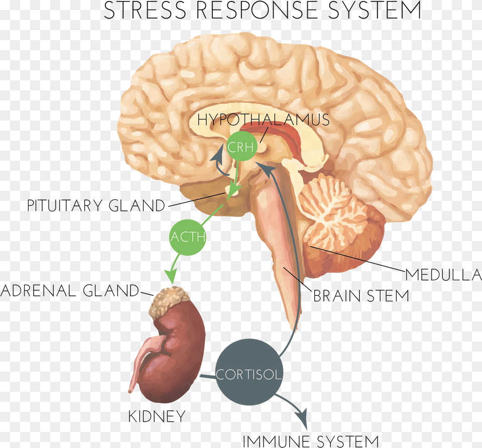 Hormones And Stress Brain Stress Response System, Food, Nut, Plant, Produce Free Transparent Png