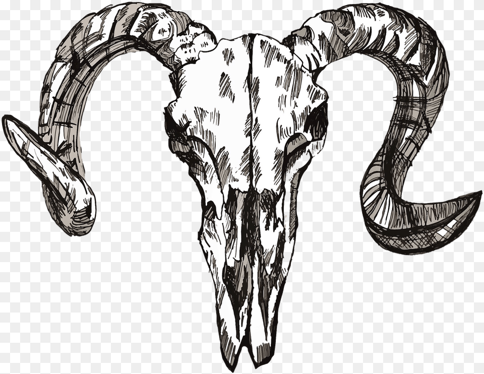 Horn, Livestock, Person, Art, Animal Free Png