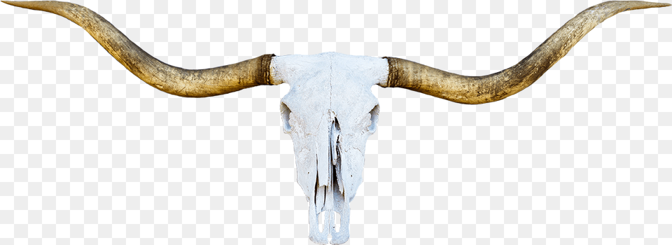 Horn, Animal, Cattle, Livestock, Longhorn Png
