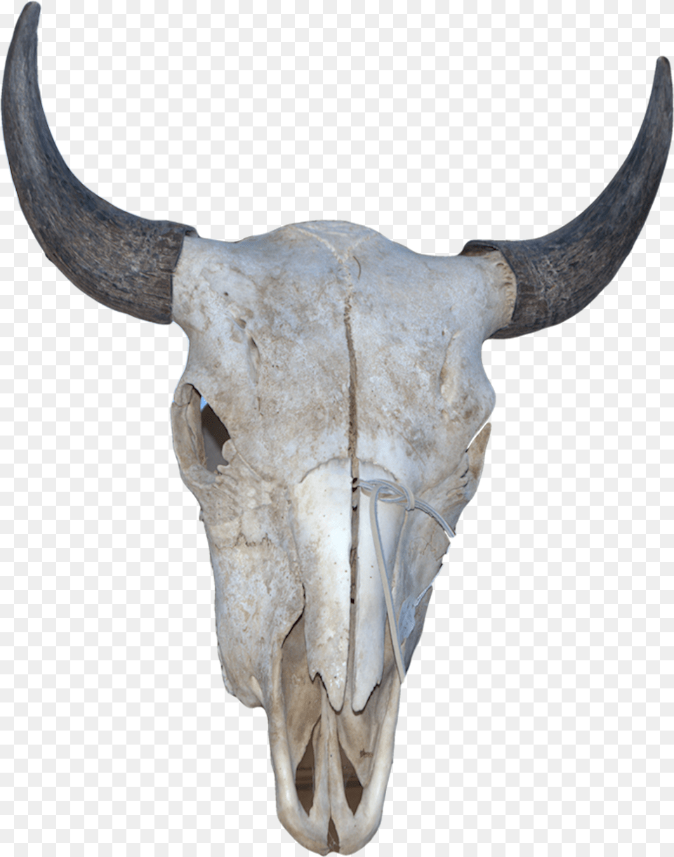 Horn, Animal, Bull, Mammal, Cattle Free Png Download