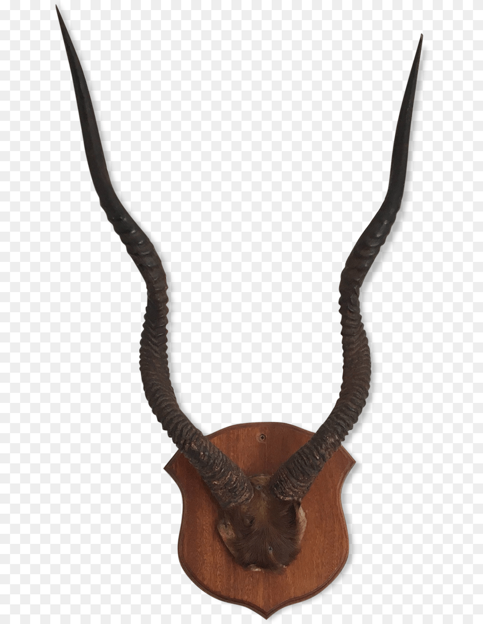 Horn Antelope Or Gazelle Horns Corne De Gazelle Animale, Animal, Impala, Mammal, Wildlife Png