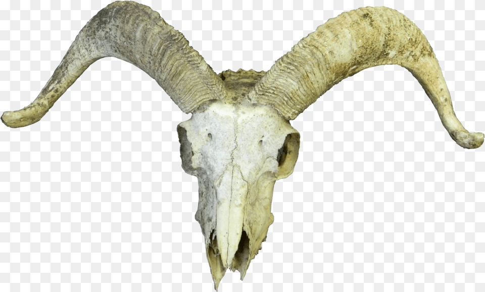 Horn Of Goat Transparent Goat Skull, Livestock, Animal, Mammal Free Png