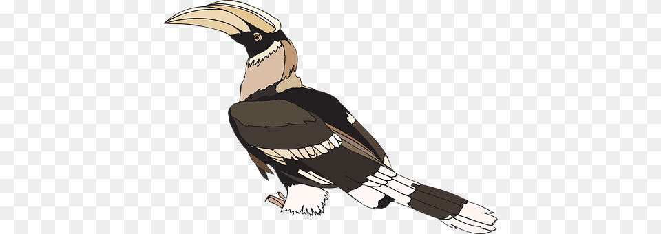 Hornbill Animal, Beak, Bird, Vulture Free Transparent Png