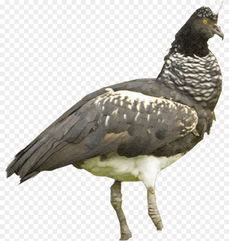 Horned Screamer White Background, Animal, Bird, Vulture, Waterfowl Free Png