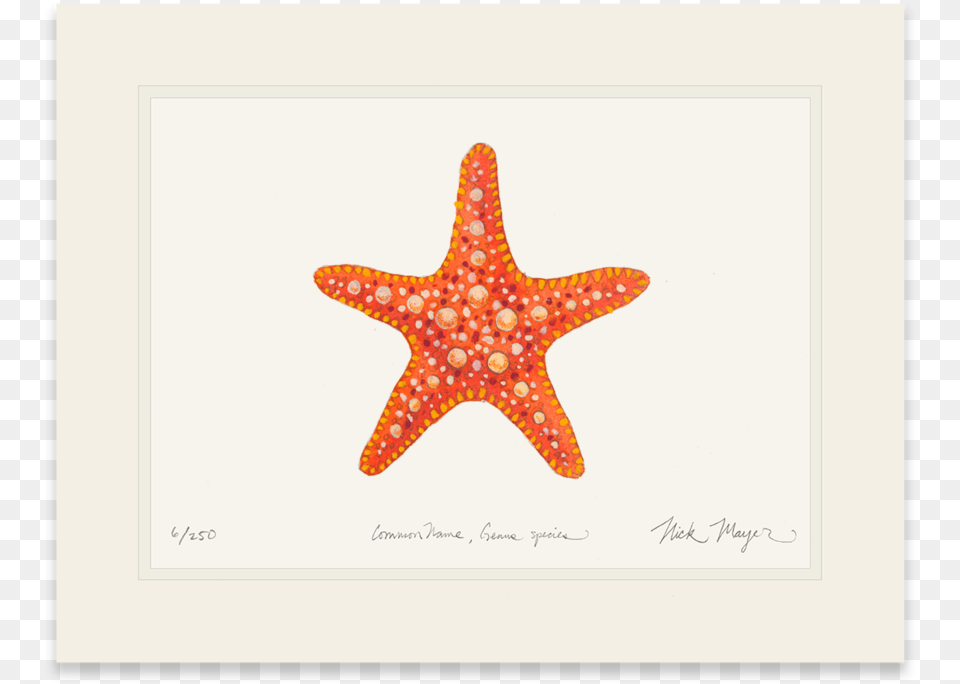 Horned Sea Star Starfish, Animal, Sea Life, Invertebrate, Bird Png