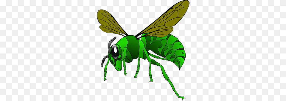 Hornet Animal, Bee, Insect, Invertebrate Free Png Download