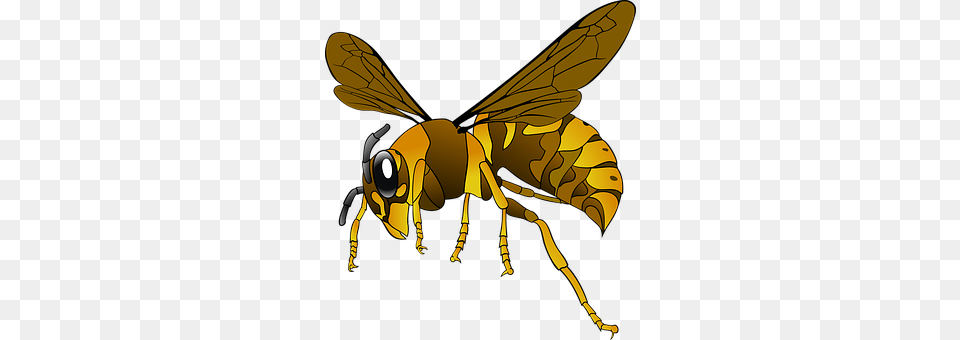 Hornet Animal, Bee, Insect, Invertebrate Free Transparent Png