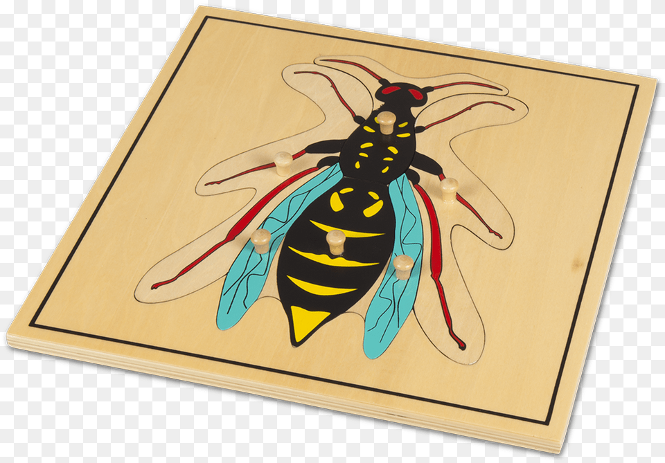 Hornet, Animal, Bee, Insect, Invertebrate Free Png Download