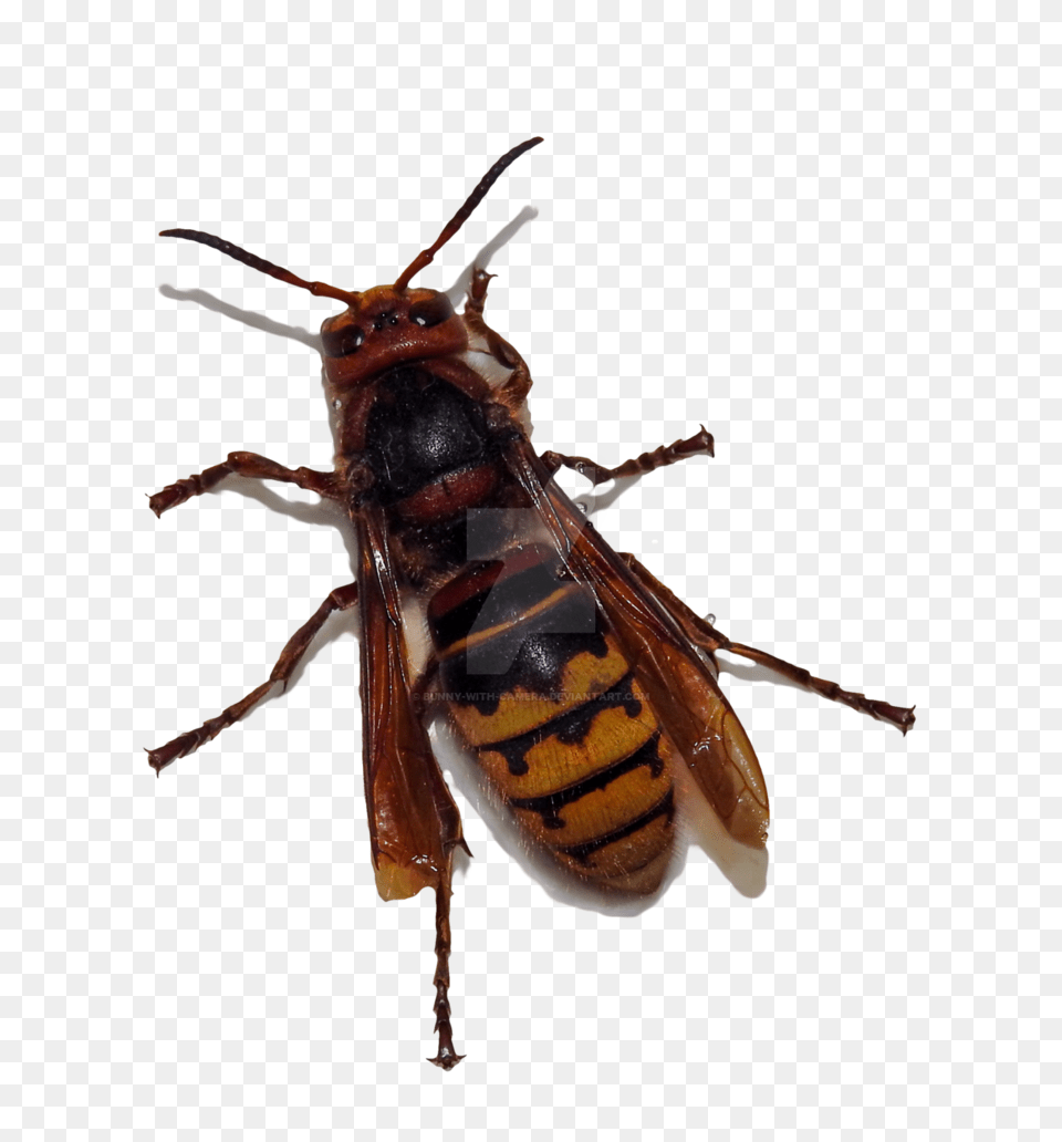 Hornet, Animal, Bee, Insect, Invertebrate Free Png Download