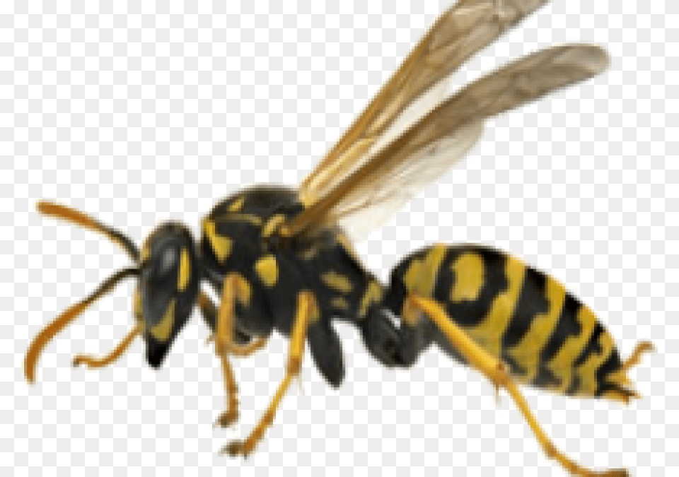 Hornet Background Yellow Jacket Wasp, Animal, Bee, Insect, Invertebrate Free Transparent Png