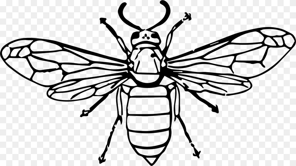 Hornet Bee Insect Wasp Drawing, Gray Free Png Download
