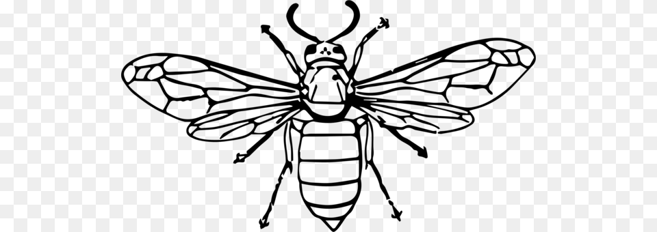 Hornet Bee Insect Wasp Drawing Wasp Black And White, Gray Free Png