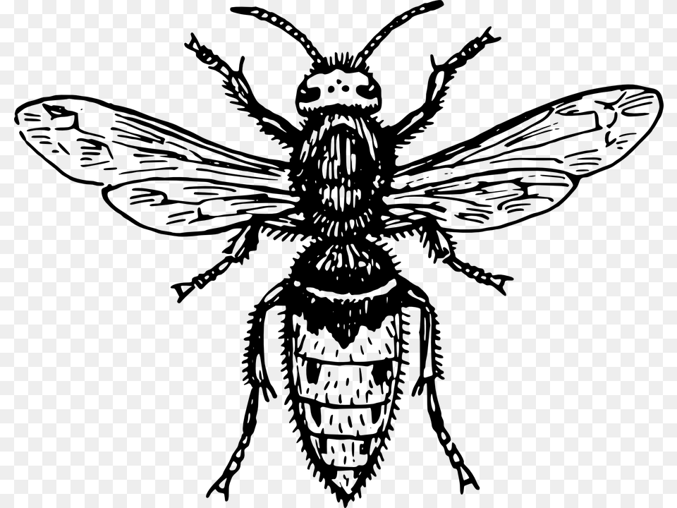 Hornet Bee Wasp Animal Biology Bug Entomology Japanese Giant Hornet Tattoo, Gray Free Png Download