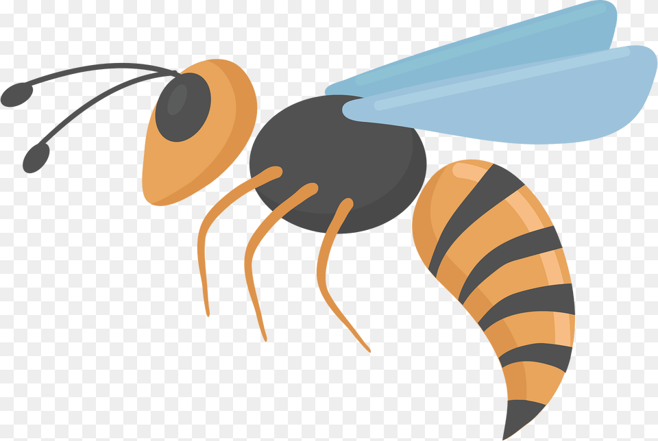 Hornet Clipart, Animal, Bee, Insect, Invertebrate Free Transparent Png