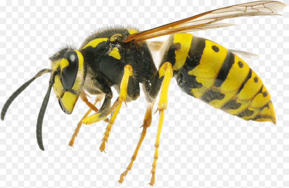 Hornet Clipart Difference Between Wasp And Queen Bee, Animal, Insect, Invertebrate, Honey Bee Free Png