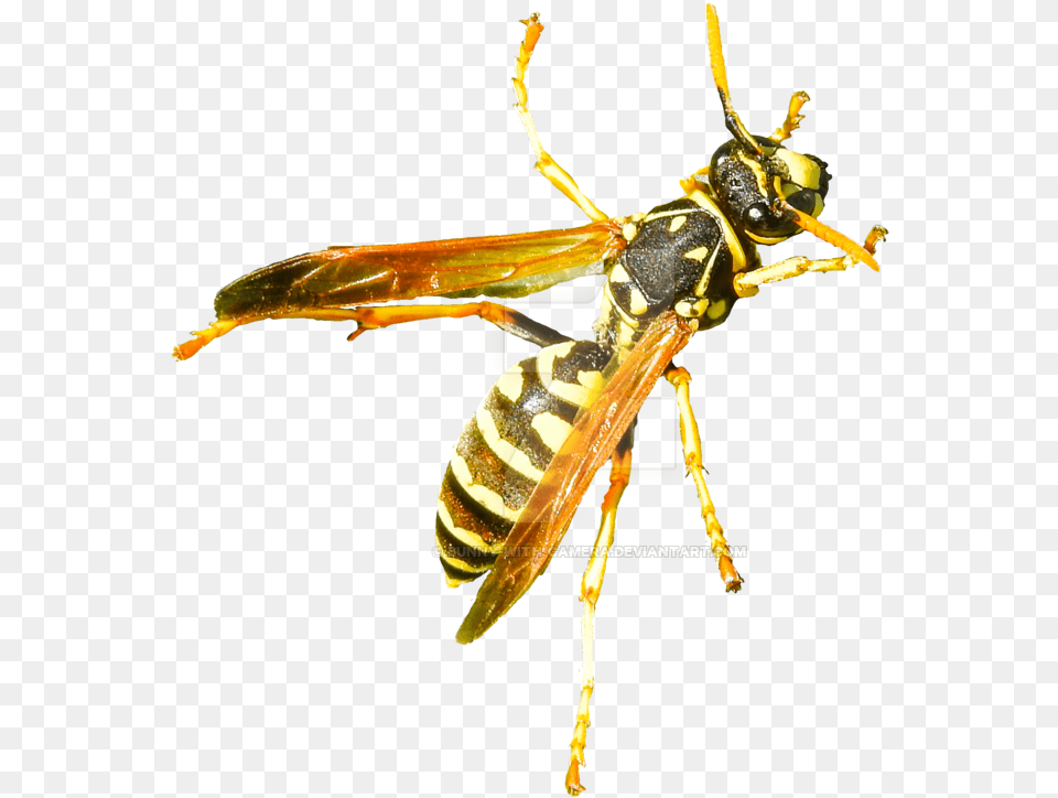 Hornet Free Download Hornet, Animal, Bee, Insect, Invertebrate Png Image